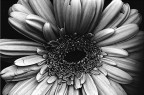 Il fiore di Renza