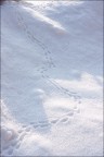 Impronte lasciate da un passerotto nella neve...
C&C sempre graditi!
