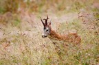 Nikon d90 nikkor 400mm
f2.8- 1/1250- iso 2000

Agosto un maschio ( il maschio  quello della prima foto) di capriolo durante il periodo degli amori, in cerca della fammina!!
critiche e commenti ben accetti...