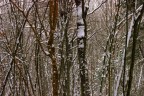 Monte Novegno, prealpi Vicentine, febbraio 2012