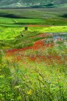 Scorcio dei pendii di Castelluccio di Norcia, l'estate scorsa