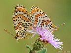 Accoppiamento sul fiore lilla... Accoppiamento sul fiore lilla...
