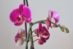 Nuove fioriture Nuove fioriture