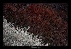 Bianco su Rosso Bianco su Rosso