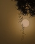 Controluce e nebbia Controluce e nebbia