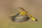 In volo In volo
