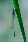 damigella damigella