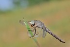 Libellula Libellula