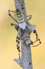 Argiope Argiope