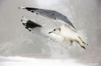 In volo In volo