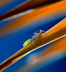 Afidi 2 ... Afidi 2 ...