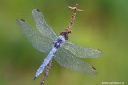 Orthetrum coerulescens Orthetrum coerulescens