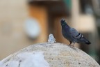 Animale tipico di Macerata, il piccione. Consigli e pareri sempre graditi.