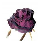 Second life Second life