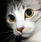 a me gli occhi a me gli occhi