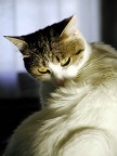 il mio gatto il mio gatto