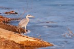 Nikon D300s,Nikon AF-S 70-300mm f/4.5-5.6 G ED VR, f8,1/500s,iso 400 mano libera
Uno scatto fresco fresco, ieri pomeriggio ho fatto un giro sull'idrovia e l'ho visto, inseguito per pi di 2 ore, appostata dietro gli alberi per non farmi vedere e messa a gattoni per poterlo fotografare, purtoppo il 70-300 era corto per poterlo riprendere pi da vicino, per  stato bellissimo vederlo mentre pescava 
[url=http://img855.imageshack.us/img855/8...necinerino.jpg] foto in alta risoluzione [/url]