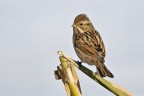 MIGLIARINO DI PALUDE Emberiza schoeniclus MIGLIARINO DI PALUDE Emberiza schoeniclus