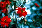 Api e Fiori. Api e Fiori.