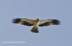 aquila minore... aquila minore...