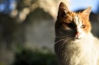Occhi di gatto