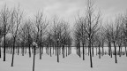 Simmetria in bianco-nero Simmetria in bianco-nero