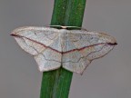 Falena Falena