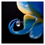 magia dentro una goccia... magia dentro una goccia...