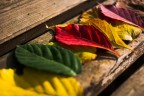 colori autunnali colori autunnali