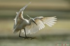 Garzetta in posa aerea... Garzetta in posa aerea...