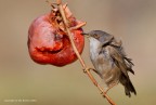 Occhiocotto (Sylvia melanocephala) Occhiocotto (Sylvia melanocephala)
