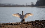 Cigno Cigno