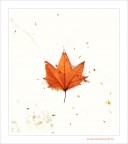 A beautiful...End A beautiful...End