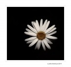 Un fiore...dal Maghreb Un fiore...dal Maghreb