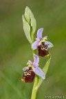 Ophrys dinarica ..... Ophrys dinarica .....