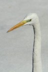 Airone...ritratto Airone...ritratto
