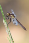 Sympetrum pedemontanum Sympetrum pedemontanum