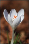 Il pistillo arancione di questo crocus emerge tra i suoi candidi petali.

Canon 450D Tamron 90 1/1250s f/2,8 ISO 100 cavalletto