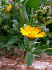 orange flower