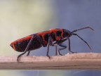 Pyrrhocoris apterus Pyrrhocoris apterus
