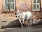 India - Jodhpur