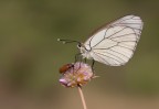 Aporia con coleottero Aporia con coleottero