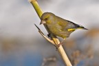 Verdone (Carduelis chloris) Verdone (Carduelis chloris)