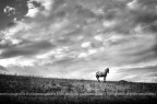horse with no name horse with no name