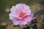 camelia rosa camelia rosa