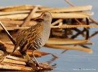 Porciglione (Rallus aquaticus)