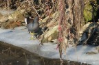 Gallinella d'acqua in inverno