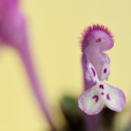 Il mio primo fiore