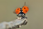 Coccinella Coccinella