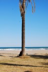 Valencia, un uomo si riposa sulla spiaggia della Malvarrosa appoggiato ad una palma col suo fiasco di vino..